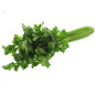 CELERI VERT 12PCS